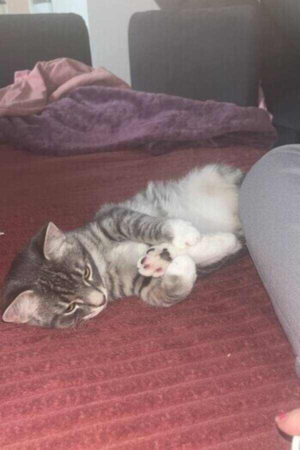 Katt - Pablo 5 mnader 