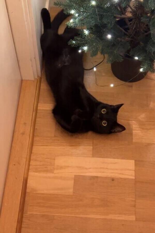 Katt - Ami den svarta katten