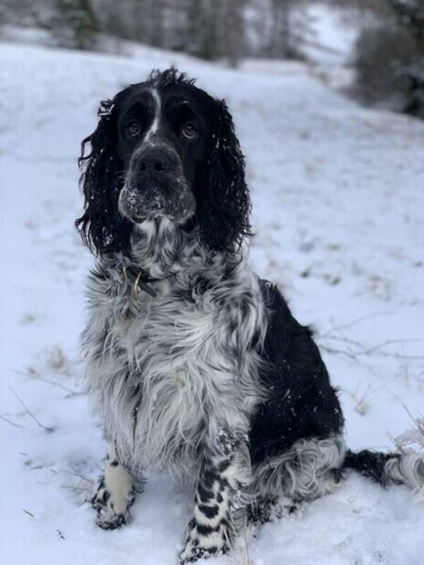 Hund - engelska springer spanieln meia Hund - engelska springer spanieln meia