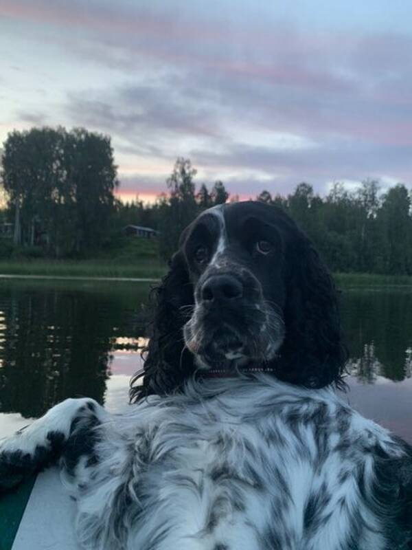 Hund - engelska springer spanieln meia Hund - engelska springer spanieln meia