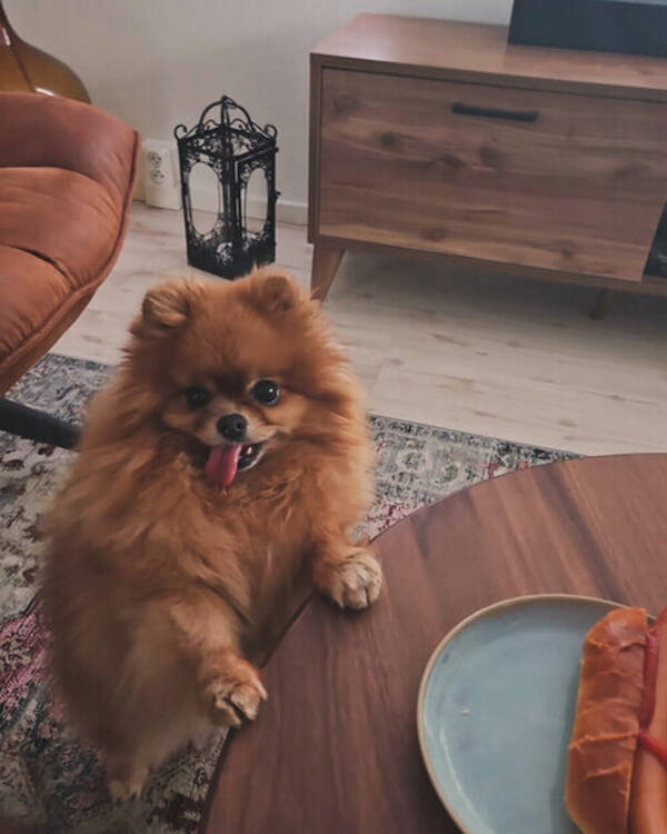Hund - Pomeranian Vendie 