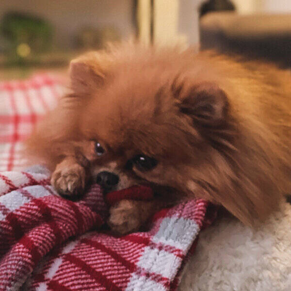 Hund - Pomeranian Vendie 