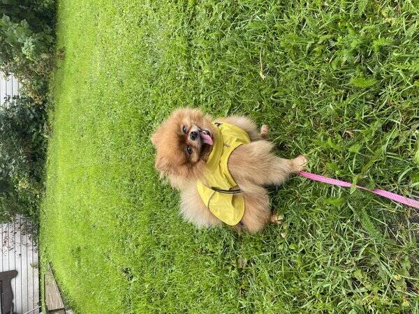 Hund - Pomeranian Vendie 