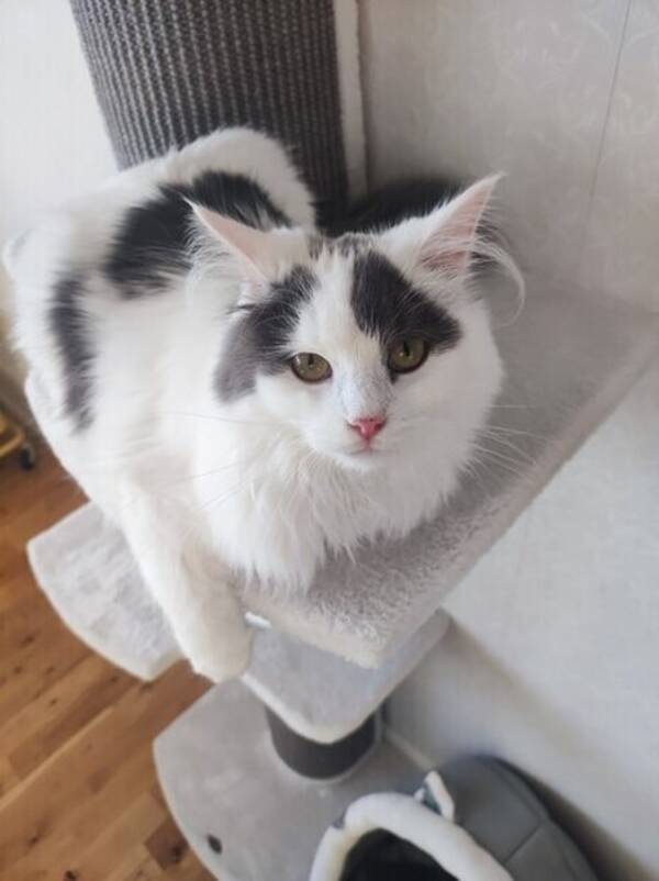 Katt - Katten Artemis, xinxin.