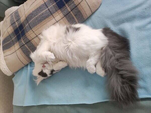 Katt - Katten Artemis, xinxin.