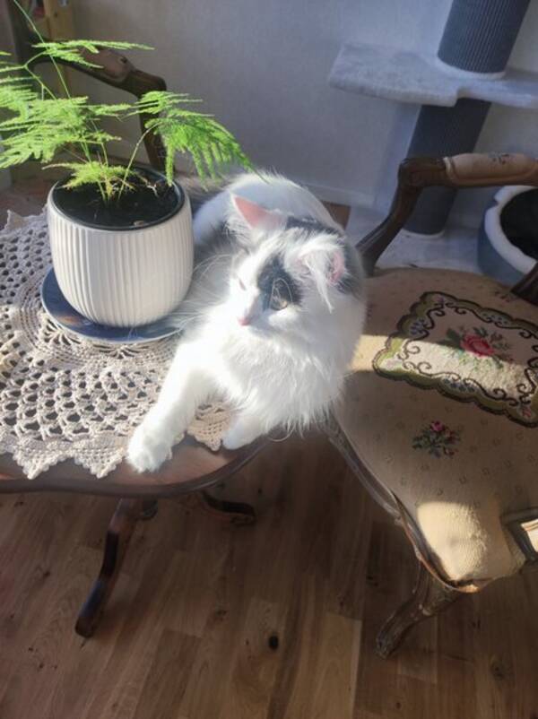 Katt - Katten Artemis, xinxin.