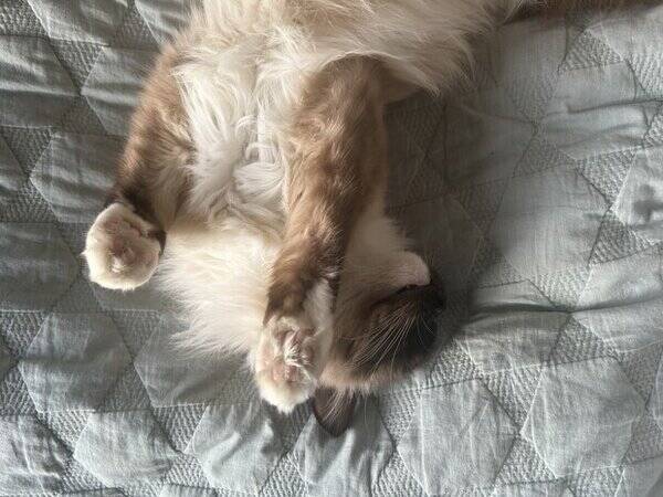 Katt - Ragdoll Max Katt - Ragdoll Max