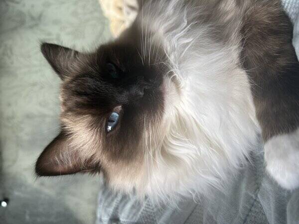 Katt - Ragdoll Max