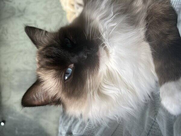 Katt - Ragdoll Max Katt - Ragdoll Max
