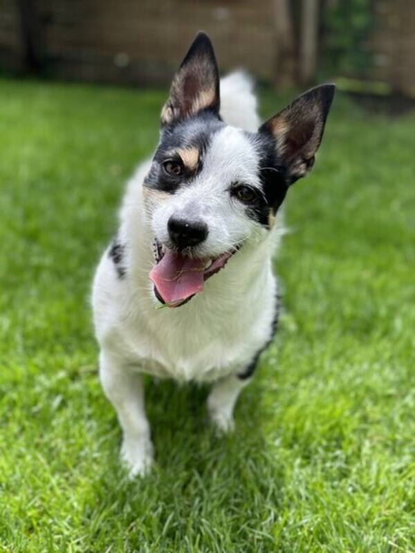 Hund - Jack Russel mix