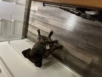 Cane Corso Quinn 