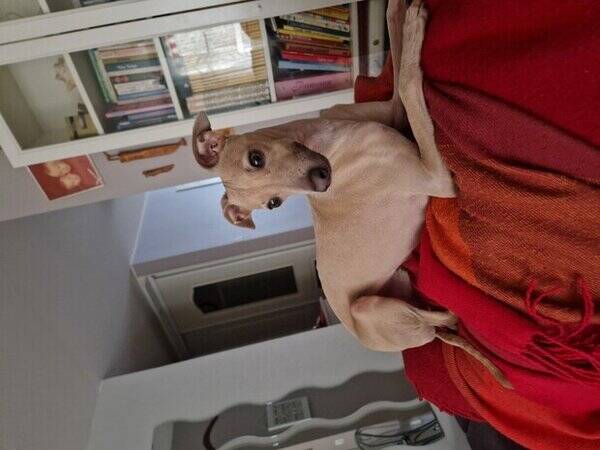 Hund - Italiensk vinthund