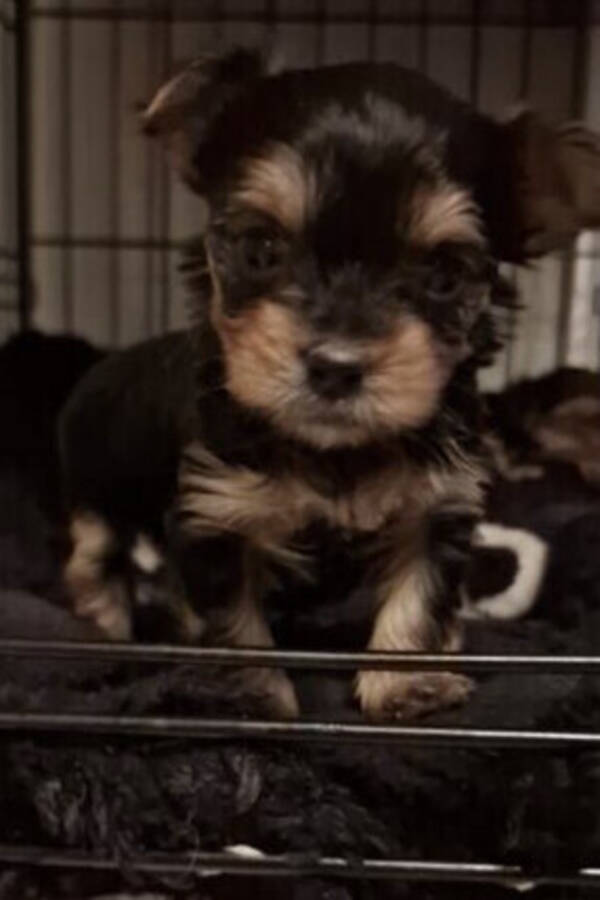 Hund - Yorki terrier