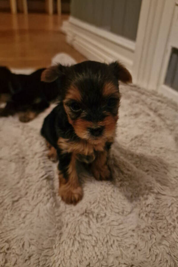 Hund - Yorki terrier