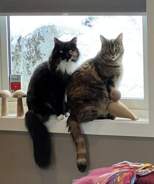 Katt - Kattene Tussi og Zelma