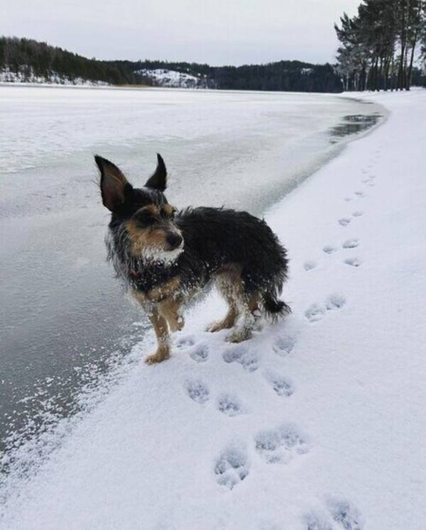 Hund - Luna 