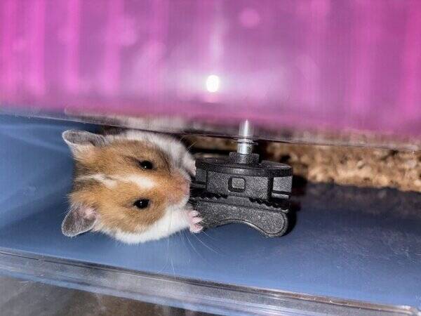 vrigt - Guldhamster