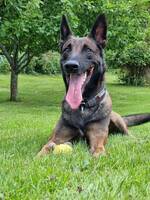 Tjänstehunden Nitro, Malinois