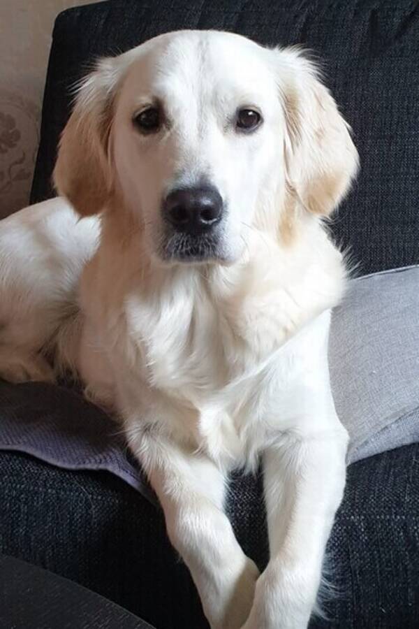 Hund - Golden Retriver, Nelly