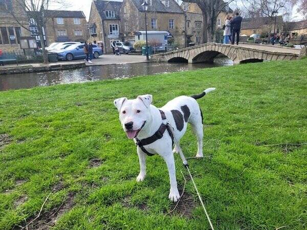 Hund - Amstaff Lucy