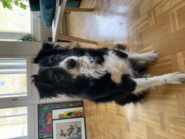 Hund - Border collie