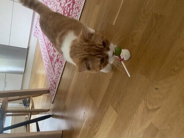 Katt - Katten Mango Katt - Katten Mango
