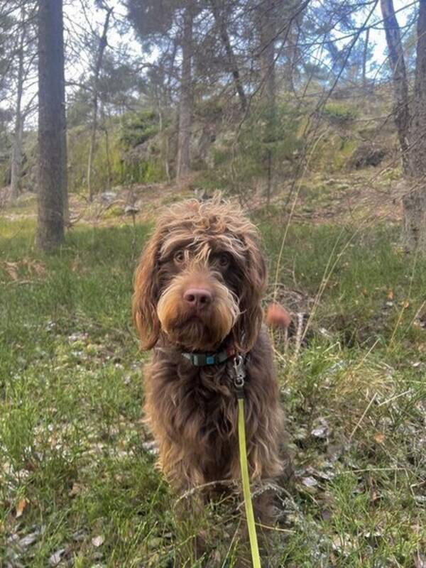 Hund - Labradoodlen Eddie Hund - Labradoodlen Eddie