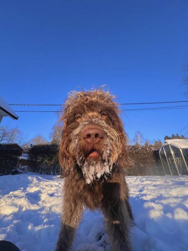 Hund - Labradoodlen Eddie Hund - Labradoodlen Eddie