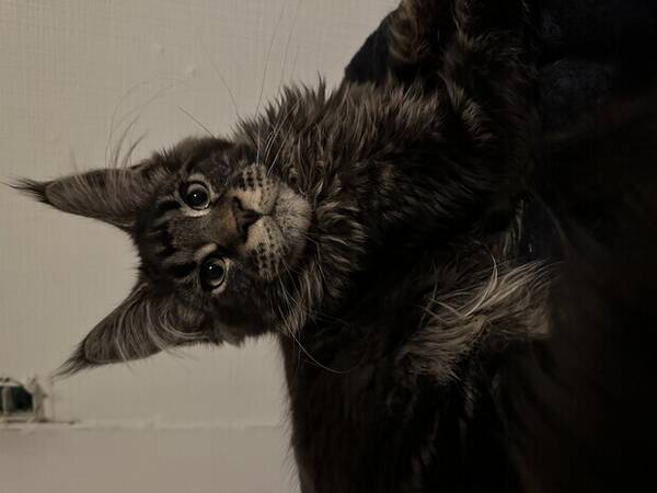 Katt - Maine Coon