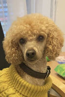 Dverg puddelen Vaffel Dverg puddelen Vaffel