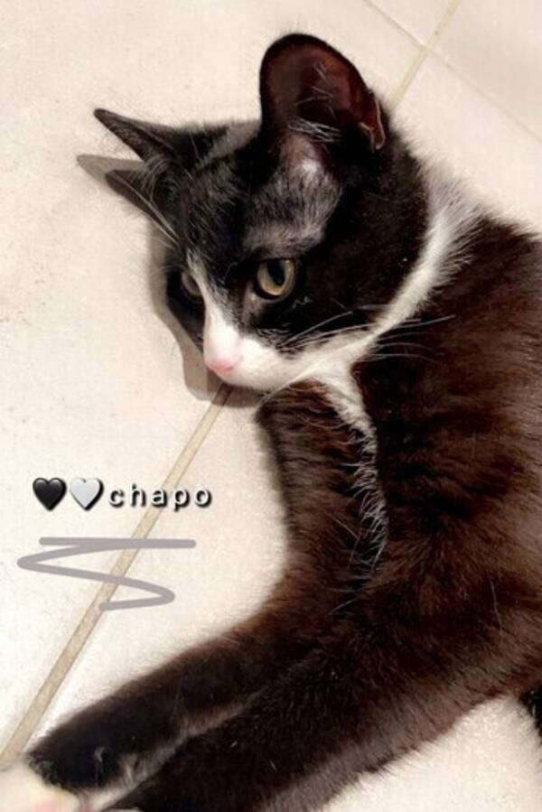 Katt - Husker Ikke??