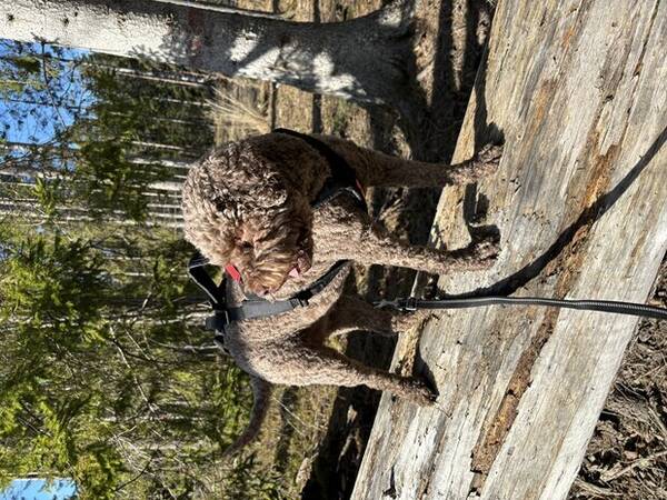 Hund - Bella lagotto