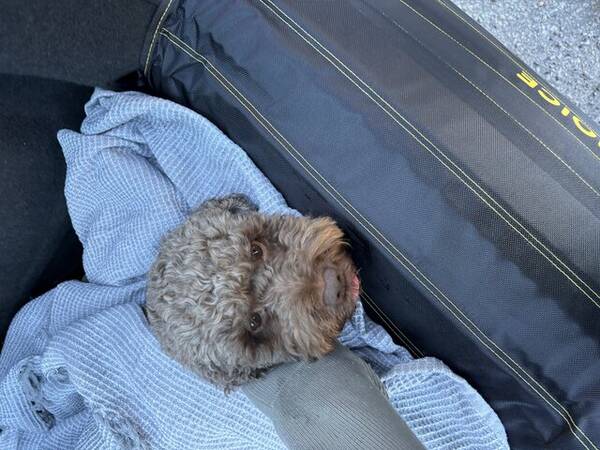 Hund - Bella lagotto
