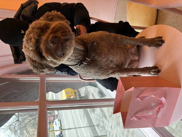 Hund - Bella lagotto