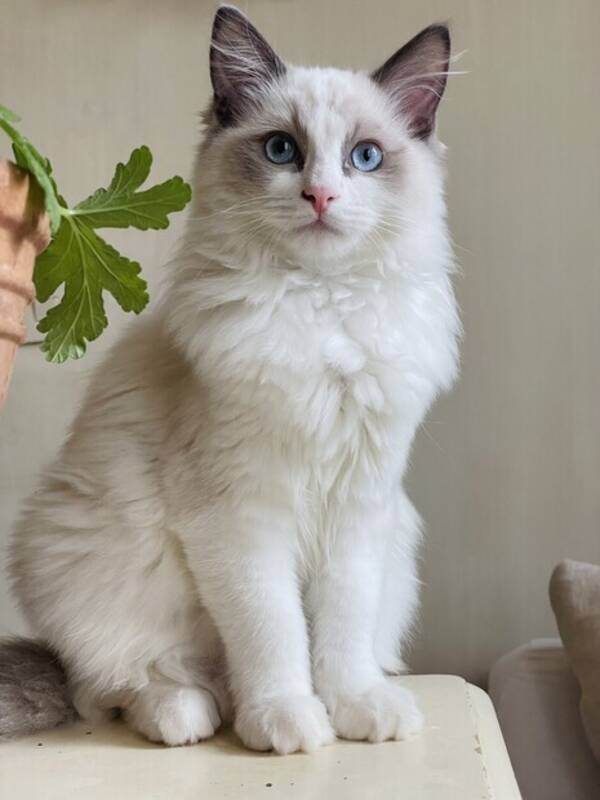Katt - ragdoll katten Sam