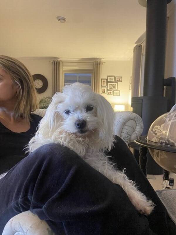 Hund - Coton De Tulear