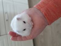 Hamster