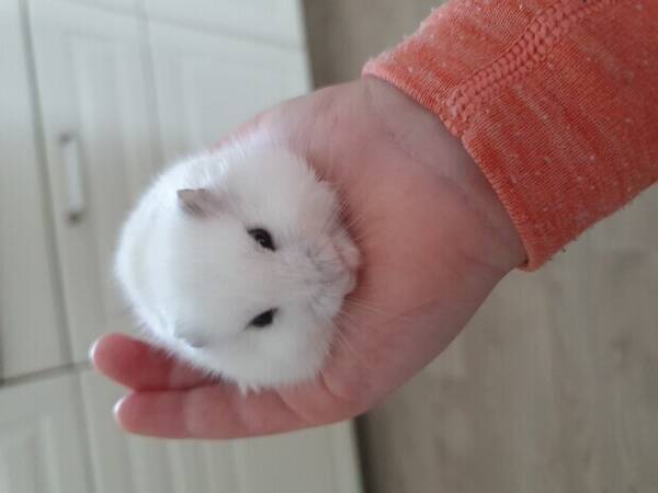 Annet - Hamster