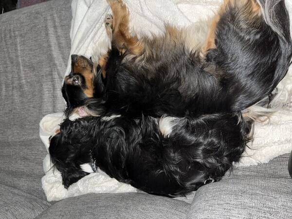 Hund - Billy och Simba