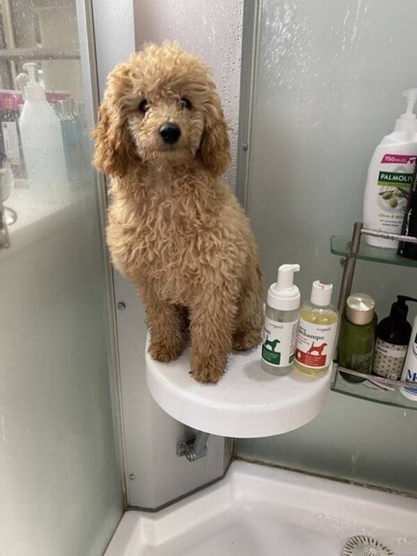 Hund - Pudel 2,5 år , Baloo Hund - Pudel 2,5 år , Baloo