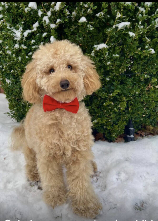 Hund - Pudel 2,5 år , Baloo Hund - Pudel 2,5 år , Baloo