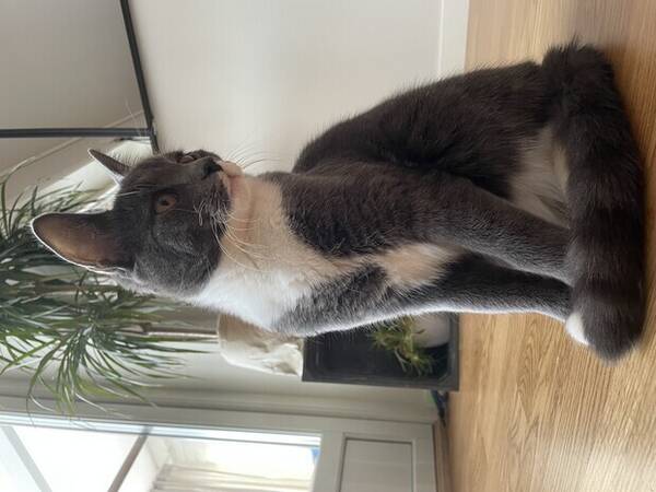 Katt - Bondkatt, norskskogskatt