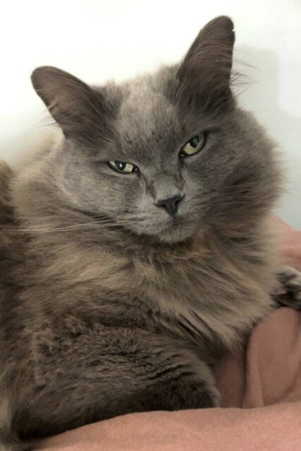 Katt - Bondkatt, norskskogskatt