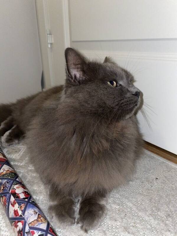 Katt - Bondkatt, norskskogskatt
