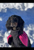 Gordon setter