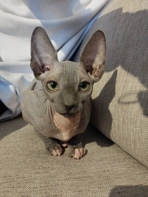 Katt - Tv nakna Sphynxflickor 