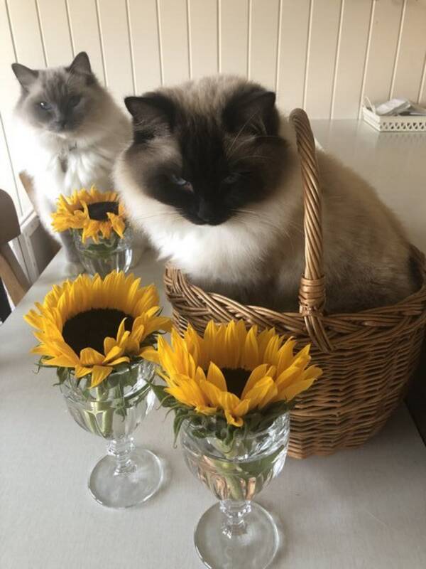 Katt - Katt Ragdoll Katt - Katt Ragdoll