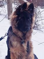 Schæfervalp Æppi