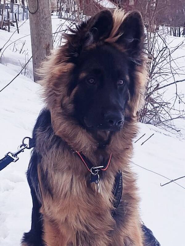Hund - Schfervalp ppi
