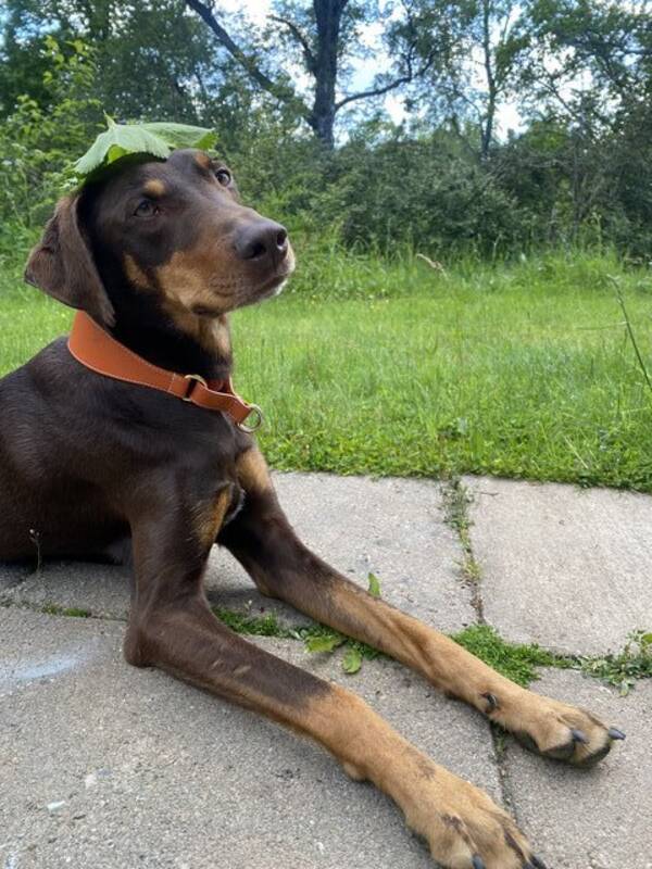 Hund - Pablo, medelstor hund 